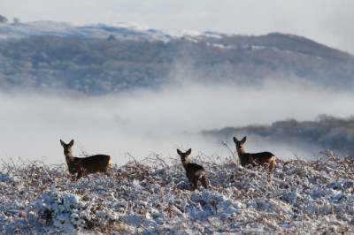 Lowick Common; Julie Amos