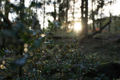 Holly and Light, Rookhow
